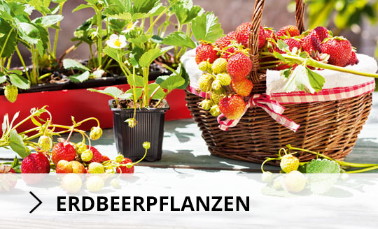 Erdbeerpflanzen