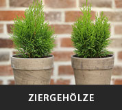 Zierpflanzen