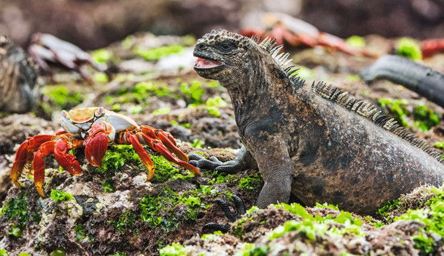 Tierwelt Galapagos