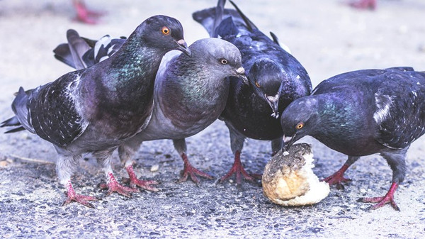 Tauben mögen Körner, die gibt's aber kaum in der Stadt. Zur Not nehmen sie eben mit Döner und alten Brötchen vorlieb. © Viktor Kern/unsplash.com