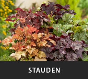Stauden