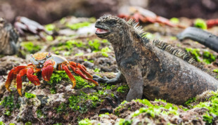 Tierwelt Galapagos