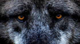  Bereits mehr als 1.000 Wölfe soll es in Deutschland geben. © Peter Steffen/dpa 