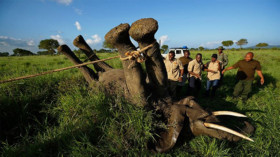 Der Kampf gegen die Wilderei in Tansanias Mikumi-Nationalpark macht Fortschritte. Die Anzahl der Elefantentötungen geht zurück, einige Populationen konnten sich sogar erholen. © Ben Curtis/AP/dpa