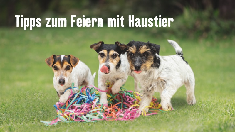 Tipps zum Feiern mit Haustier