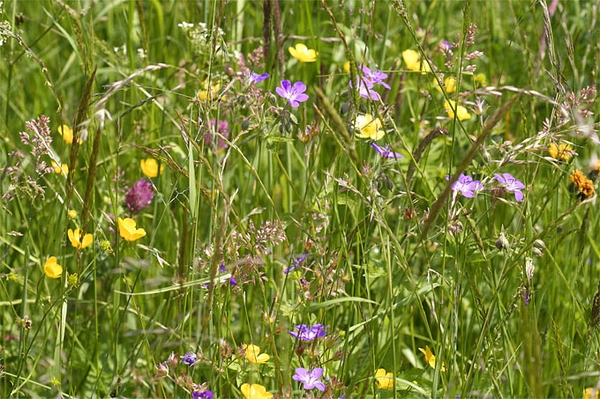 Deutschland droht doppelte EU-Klage Wiesen und Weiden sowie Grundwasser in ökologisch katastrophalem Zustand