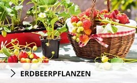 Erdbeerpflanzen