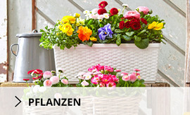pflanzen