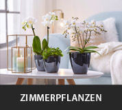 Zimmerpflanzen