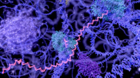  Hier wird gerade DNA in RNA transkribiert, dargestellt als Computersimulation. Die Stränge enthalten den genetischen Code aus Proteinen, der – damit er genutzt werden kann – abgelesen werden muss. © Juan Gaertner/Science Photo Library/Getty Images 