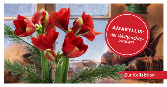 Zur Kollektion