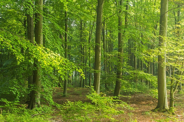 Wilde Wälder braucht das Land Mit naturnahen Wäldern gegen den Klimawandel kämpfen