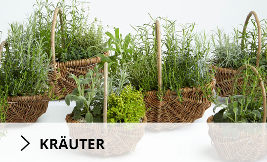 Kräuter