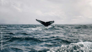 Highlander Reisen - Wal im Meer