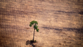  Je mehr Wälder weltweit gerodet werden, desto schlechter für das Klima. Nur Bäume zu pflanzen reicht aber nicht. © Raphael Alves/Getty Images 
