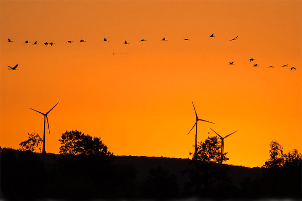 Windenergie naturvertrglich ausbauen NABU legt Hintergrundpapier vor