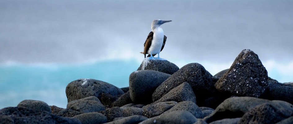 Galapagos - Blaufußtölpel