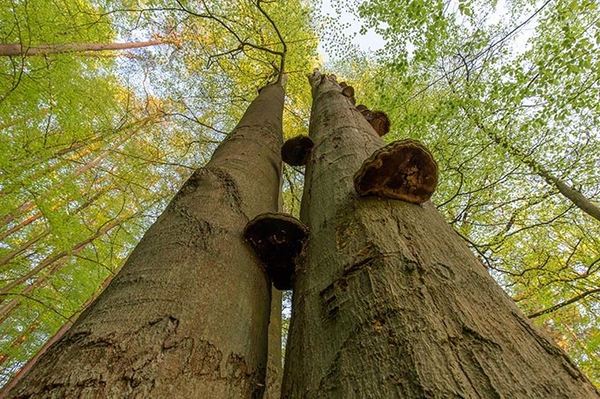 Urwaldprojekt ausgezeichnet
Biesenthaler Stiftungswälder sind „Hervorragendes Beispiel der UN-Dekade“