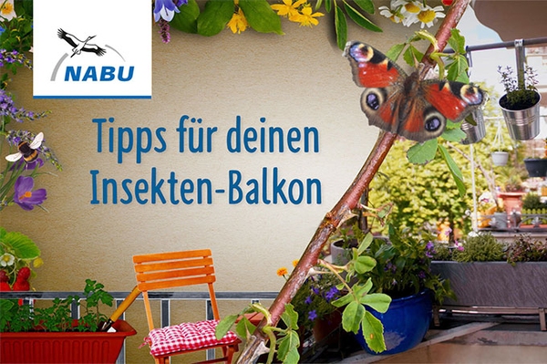 Video-Tipp: Summen auf Balkonien Fünf Tipps für einen insektenfreundlichen Balkon