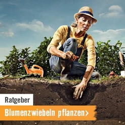 HORNBACH Ratgeber Blumenzwiebeln pflanzen