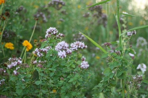 Das wilde Leben Naturschönheit Wildblumenwiese