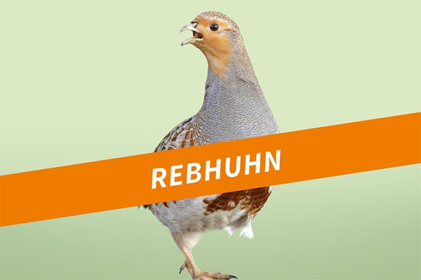 Das Rebhuhn Scheuer Feldvogel