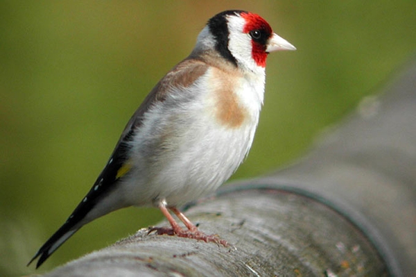 NABU-Aktion: Die Stunde der Gartenvögel Vom 8. bis 10. Mai 2020 Vögel rund ums Haus zählen