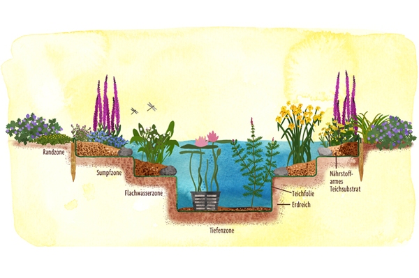 Wasserparadiese im GartenSo legen Sie einen naturnahen Gartenteich an