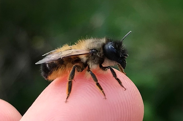 (Wild-)Bienenprojekte für Kita & Schule Online-Seminar für Pädagog*innen am 18. Februar 2025