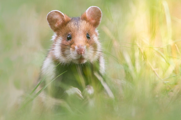 Mehr Biodiversität in der Landwirtschaft Dialog wird fortgesetzt