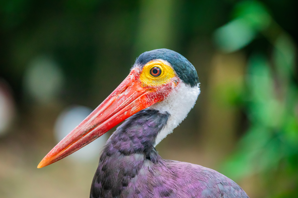 Seltenster Storch der Welt brütet in Hutan Harapan Höckerstorch-Nest mit Jungtier: Erste Sichtung seit 1989