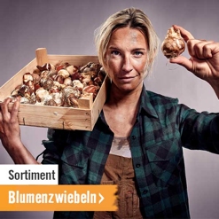 Blumenzwiebeln im HORNBACH Onlineshop