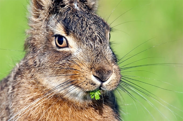 Osterhase in Gefahr Die intensive Landwirtschaft bedroht den Feldhasen