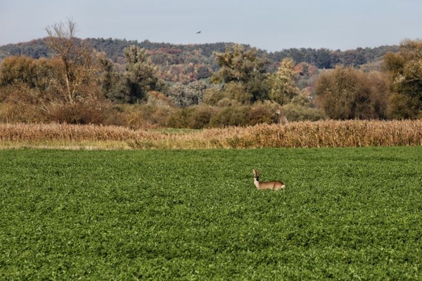 Wirtschaft finanziert Naturschutz