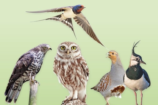 Bird-O-Mat zur Vogelwahl Mit wenigen Fragen den passenden Kandidaten finden