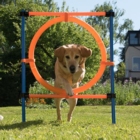 Agility & behendigheid