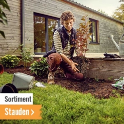 Stauden im HORNBACH Onlineshop