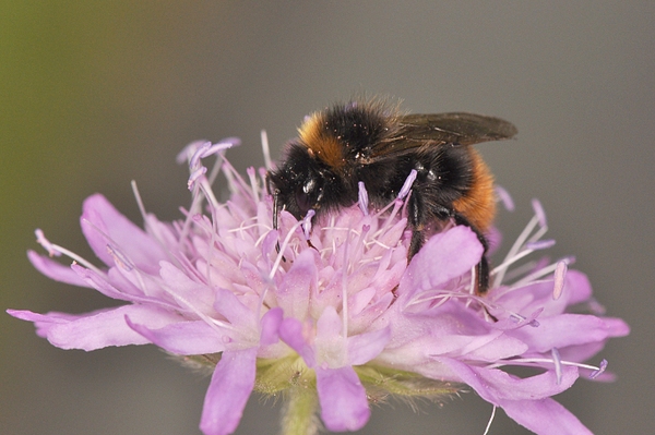 Wildblumen für Insekten Pflanzen für Hummeln, Bienen & Schmetterlinge