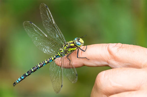 Fliegenpilz: kenne ich, Biber: auch kein Problem. Aber diese Libelle? Große Umfrage zur Artenkenntnis zeigt Wissenslücken vor allem bei Insekten