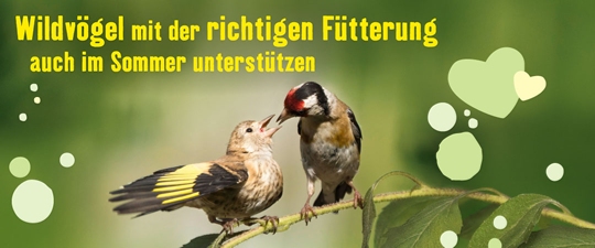 Wildvögel unterstützen