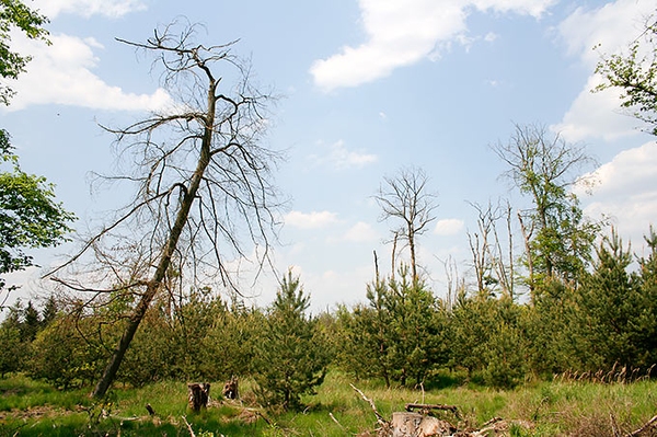 Es braucht eine Zukunftskommission Wald Aktueller Waldzustandsbericht zeigt verheerenden Zustand