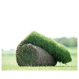 Graszoden Premium siergras grasmat 173 x 58 cm. Bestellen per hele rol = 1 m² (minimale besteleenheid is 30 m²) | HORNBACH