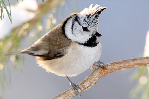 Schulstunde der Wintervögel Mitmachen bei der großen Vogelzählung Anfang Januar