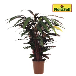 FLORASELF Calathea wavestar Ø21 cm H105 cm