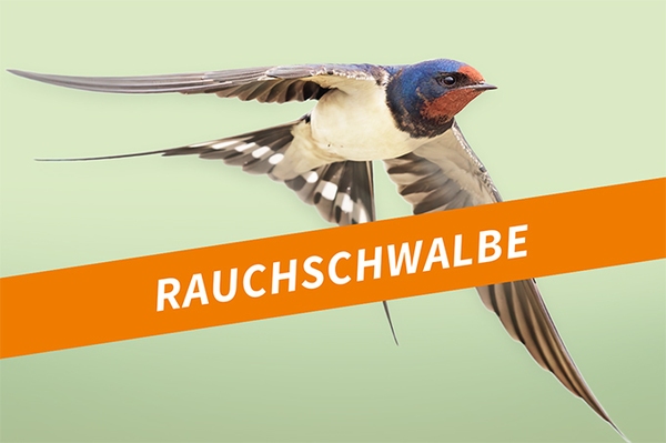 Die Rauchschwalbe Flinke Flugkünstlerin