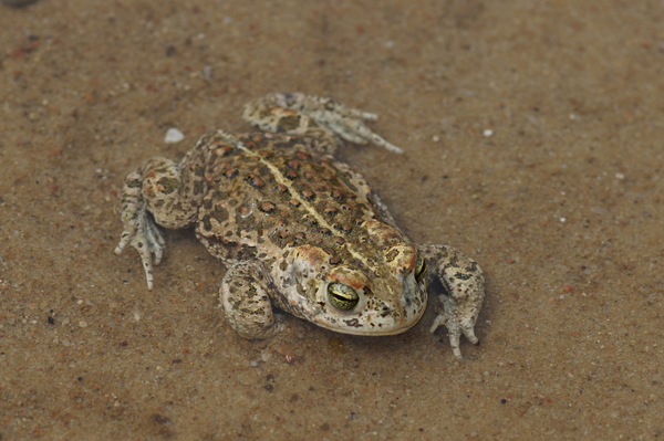 Amphibienschutz in Kiesgruben Einblicke in den regionalen Amphibienschutz vom 13. bis 15.09.24