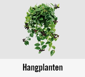 Hangplanten | HORNBACH 