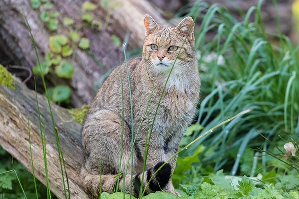 Neues Schutzgebiet für die Wildkatze 19 Hektar im Schafbachtal auf dem Weg zum NABU-Naturparadies