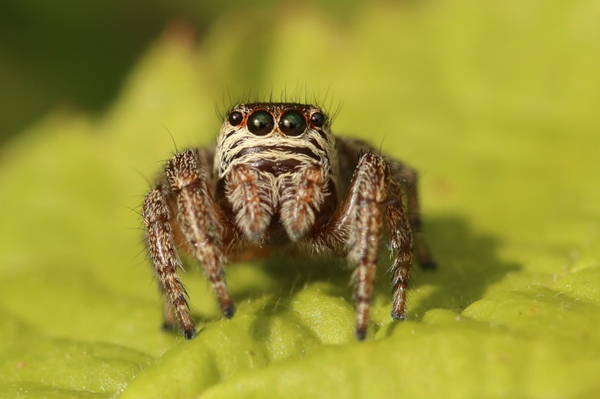 Halloween: NABU klärt über Spinnen-Mythen auf Den wahren Horror durchleiden vor allem die Krabbeltiere