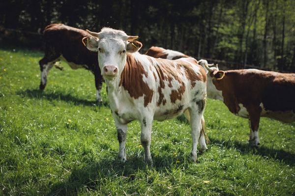 Achtung, die Hinterwälder kommen! Beweidungsprojekt mit Rindern startet auf dem Langenhard